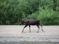 Moose on the River